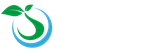 金毛囊植发