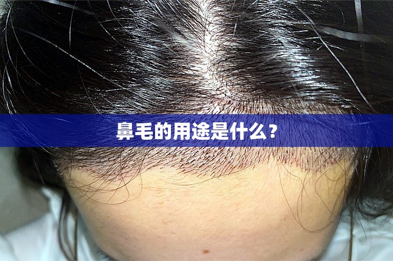鼻毛的用途是什么? 鼻毛的用途是什么?