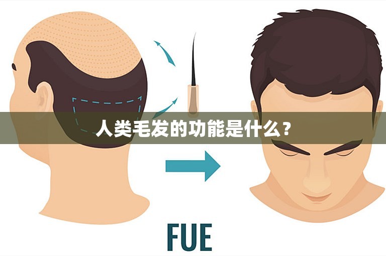 人类毛发的功能是什么? 人类毛发的功能是什么?