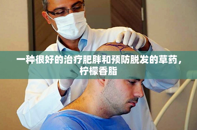 一种很好的治疗肥胖和预防脱发的草药，柠檬香脂