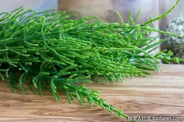 什么是马尾草？它有哪些好处？