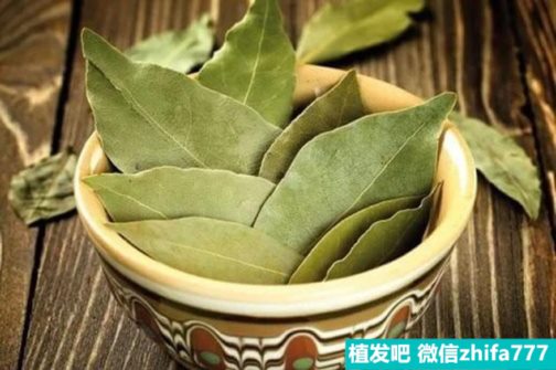 月桂叶油的惊人功效