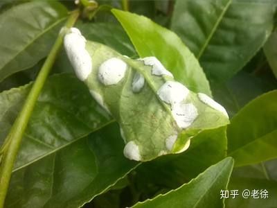 怎样防止脱发？