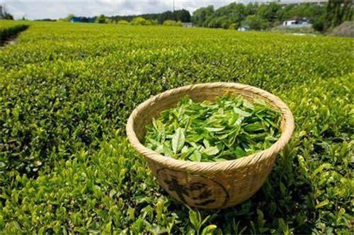 绿茶能够对抗脱发吗