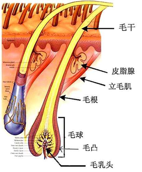 怎么控制住头发脱发