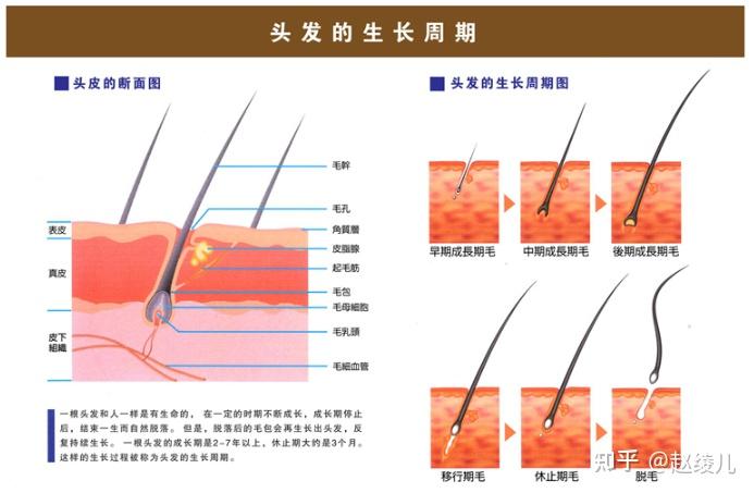 中医角度聊聊脱发到底该怎么办？防脱洗发水到底管用不？是智商税吗？