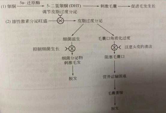 沉重的话题——头发为什么会变少？